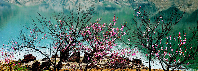 10 雨后桃花（保靖）_副本.jpg