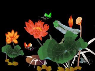 荷花.gif