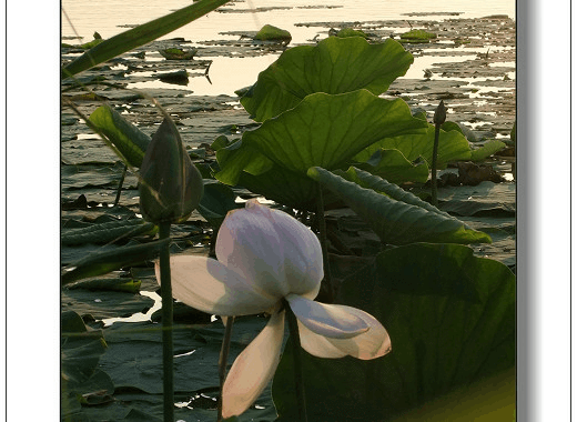 白荷花.gif